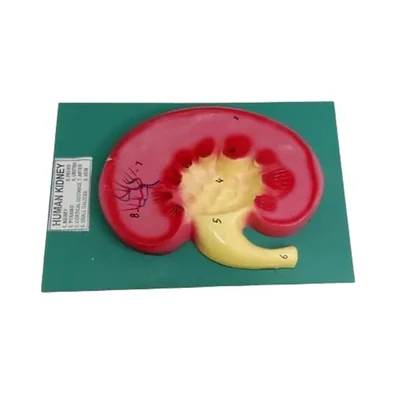Akivin Dynamic Blood Flow Kidney Model Nephron Renal Cortex Medulla Glomerulus Tubules Filtration