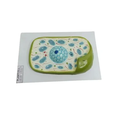 Akivin Plant Cell Model Chloroplasts Cell Wall Vacuole Cytoplasm Plasmodesmata Plastids Biology Lab
