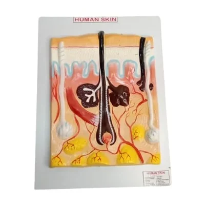 Akivin Human Skin Dermis Epidermis Melanin Keratin Sensory Receptors Protection Thermoregulation Model
