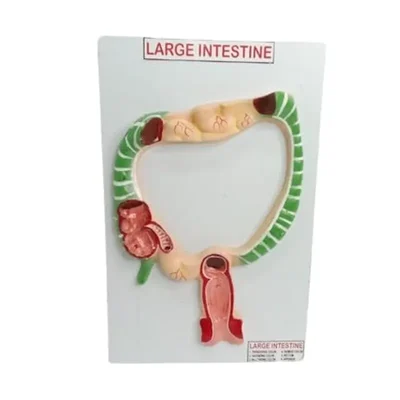Akivin Large Intestine Colon Intestinal Tract Cecum Bowel Digestive Water & Electrolyte Absorption Model