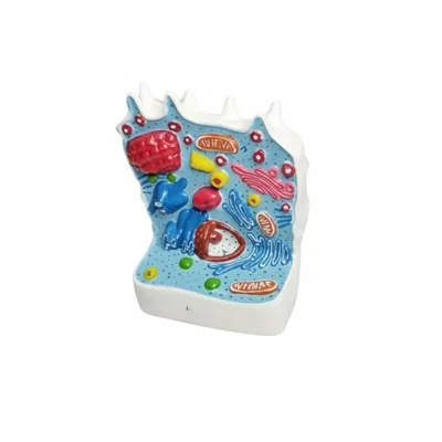 Akivin 3D Plant Cell Model Nucleus Chloroplasts Cell Wall Vacuole Mitochondria Adult 5kg Biology Lab