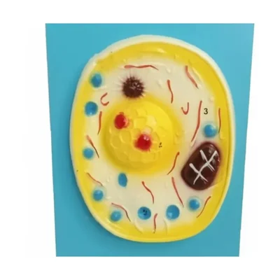 Akivin Animal Cell Model Color-Coded Organelles Cross Section Sturdy Base Non-Toxic Plastic Biology Lab