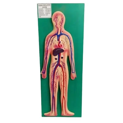 Akivin Circulatory System Anatomical Display Board Heart Arteries Veins Capillaries Adult Biology Lab