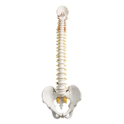 Conxport Life Size Flexible Vertebral Column Model Pelvis Femur Lab