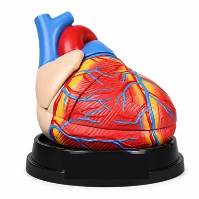 Conxport Jumbo Enlarged Human Heart Anatomy Model Medical Teaching