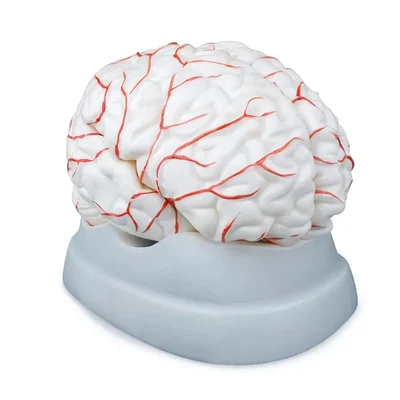 Conxport Life Size Human Brain Model With Arteries Lab Education