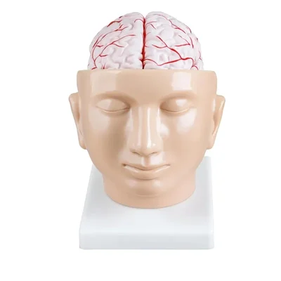 Conxport Life Size Human Head Brain Model With Arteries PVC Lab