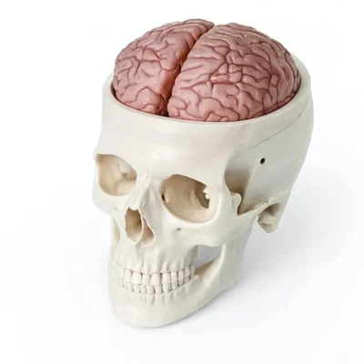 Conxport Life-Size Skull Model Removable 8-Part Brain Anatomical Teaching Unit SK-BR8