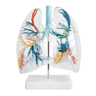 Conxport Transparent Lung Model Internal Bronchial Structure Display