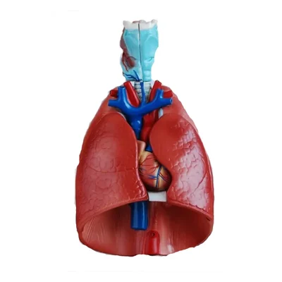 Conxport Larynx Heart & Lung Anatomy Model Respiratory Cardiovascular Unit