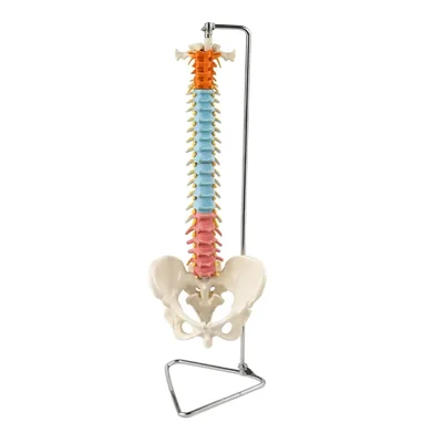 Conxport Didactic Vertebral Column Pelvis Color-Coded Flexible Spine Model