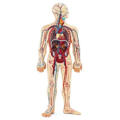 Conxport Life-Size Human Circulatory System Model Cardiovascular Anatomy
