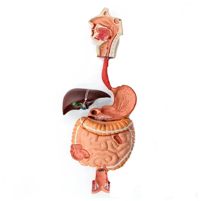 Conxport Life-Size Digestive System Anatomy Model Organs Display Board