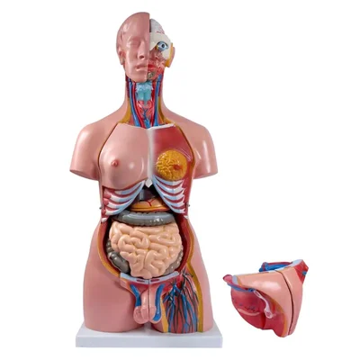 Conxport 85CM 23-Part Unisex Human Torso Model Removable Organs PVC
