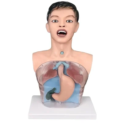Conxport 2kg Transparent Gastric Lavage Training Model Stomach Simulator