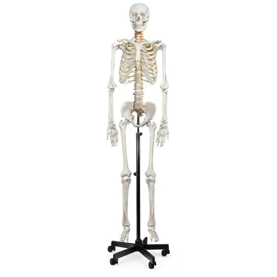 Conxport 180CM Life-Size Human Skeleton Model Rolling Stand Movable Joints