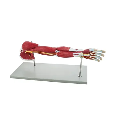 Conxport 7 Part Life-Size Human Arm Muscle Model Bones Ligaments Tendons