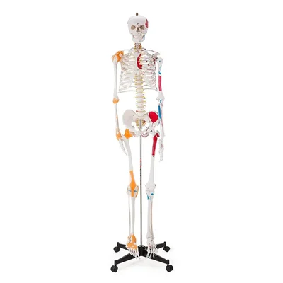 ConXport 180CM Life-Size Human Skeleton Model Muscles Ligaments Rolling Stand