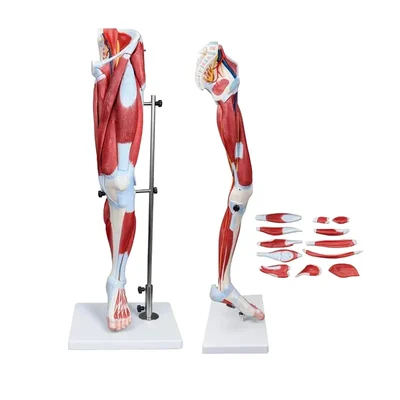 ConXport 13 Part Life-Size Human Leg Muscle Model Lower Limb PVC