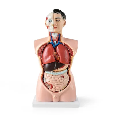 ConXport 85CM 19-Part Life-Size Male Human Torso Model Removable Organs PVC