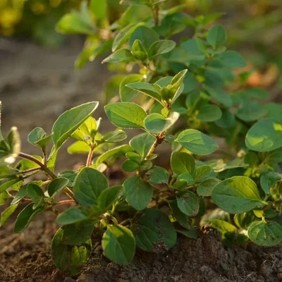 GEBDINSH GARDEN Organic Oregano Herb Seeds 30-40 Pcs for Home Garden