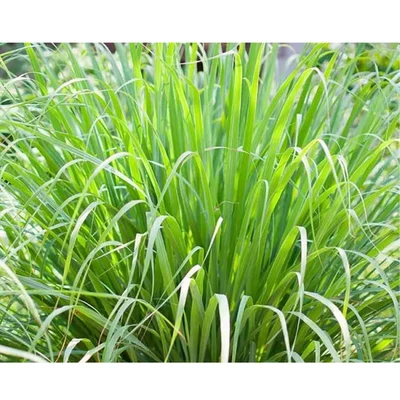 GEBDINSH GARDEN Organic Lemon Grass Seeds 30-40 Seed Per Packet for Kitchen Garden