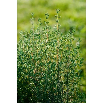 GEBDINSH GARDEN Organic Thyme Herb Seeds 30-40 Seeds Per Packet for Home Garden