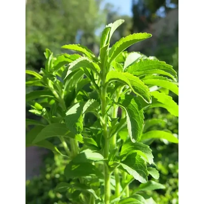 GEBDINSH GARDEN Organic Stevia Herb Seeds 30-40 Seed Per Packet for Garden Use