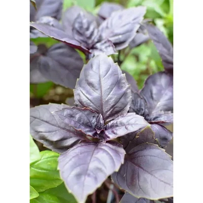 GEBDINSH GARDEN Organic Red Basil 30-40 Seeds Per Packets for Home Garden