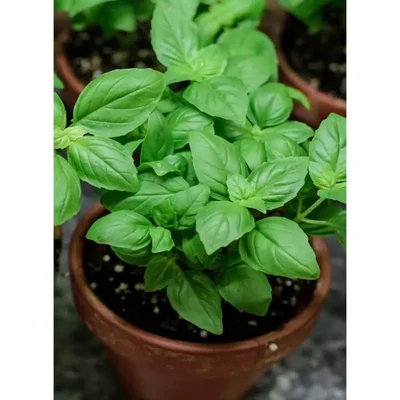 GEBDINSH GARDEN Organic Green Basil Seeds 30-40 Seed Per Packet for Garden