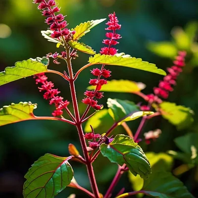 GEBDINSH GARDEN Organic Shyam Tulsi Seeds 30-40 Seeds Per Packet for Garden Use