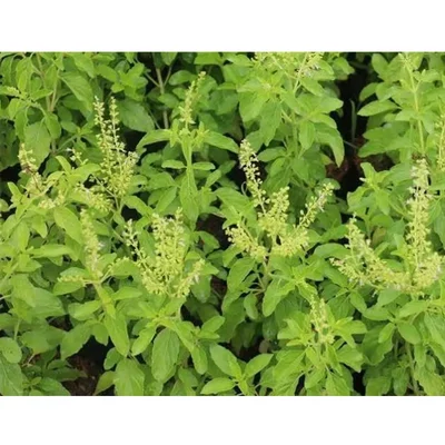 GEBDINSH GARDEN Organic Ram Tulsi Seeds 30-40 Seed Per Packet for Garden