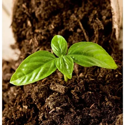 GEBDINSH GARDEN Organic Sweet Basil Seeds 30-40 Seeds Per Packet for Garden