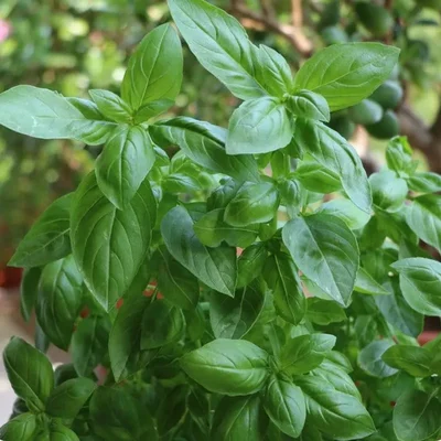 GEBDINSH GARDEN Organic Italian Genovese Basil Seeds 30-40 for Kitchen Garden