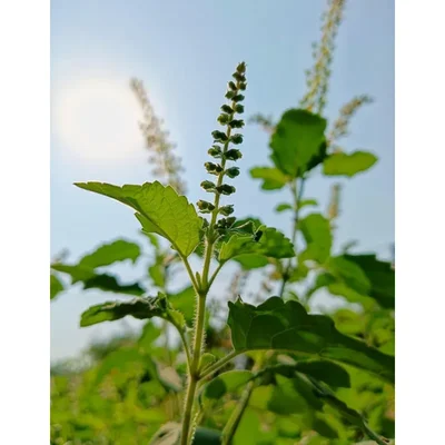 GEBDINSH GARDEN Organic Holy Basil Seeds 30-40 Seeds Per Packet Balcony Garden