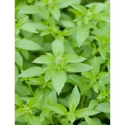 GEBDINSH GARDEN Organic Lemon Basil Seeds 30-40 Seeds Per Packet for Kitchen Garden