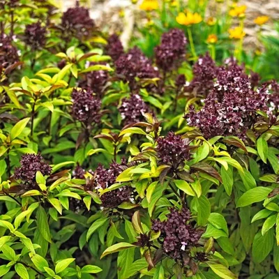 GEBDINSH GARDEN Organic Siam Queen Basil 30-40 Seeds Per Packet for Kitchen Garden