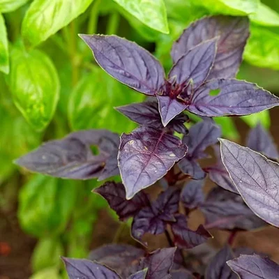 GEBDINSH GARDEN Organic Dark Opal Basil 30-40 Seeds Per Packets for Kitchen Garden