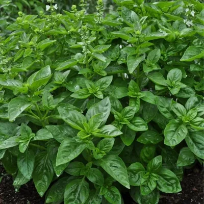 GEBDINSH GARDEN Organic Dolce Fresca Basil 30-40 Seeds Per Packet for Balcony Garden