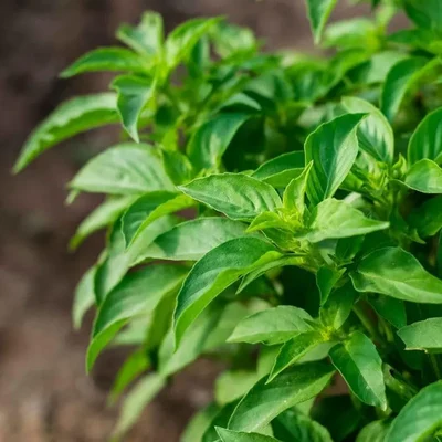 GEBDINSH GARDEN Organic Lime Basil Seeds 30-40 Seed Per Packet for Garden Use