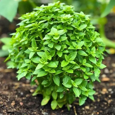 GEBDINSH GARDEN Organic Spicy Globe Basil Seeds 30-40 Seed Per Packets for Kitchen Garden