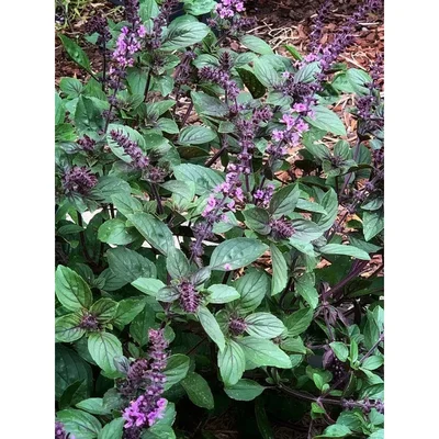 GEBDINSH GARDEN Culinary Herb Organic Blue Spice Basil Seeds 30-40 Seeds Per Packet