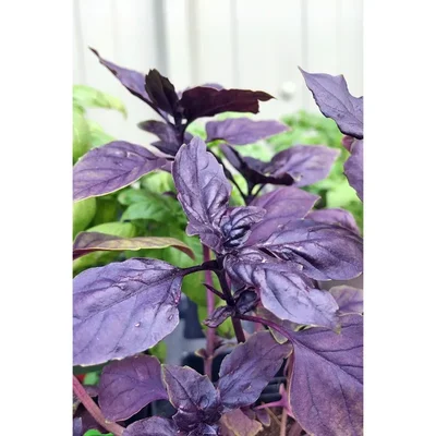 GEBDINSH GARDEN Organic Purple Basil Seeds 30-40 Seeds Per Packet
