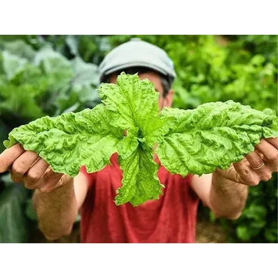 GEBDINSH GARDEN Culinary Herb Organic Mammoth Basil Seeds 30-40 Seeds Per Packet