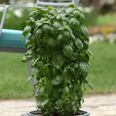 GEBDINSH GARDEN Organic Ever leaf Genovese Basil Seeds 30-40 Seeds Per Packets