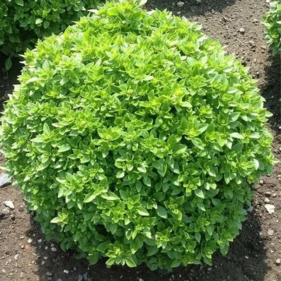 GEBDINSH GARDEN Organic Minette Compact Greek Basil Seeds 30-40 Seeds Per Packet
