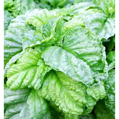 GEBDINSH GARDEN Herb Organic Lattuce Leaf Basil Seeds 30-40 Seeds Per Packet