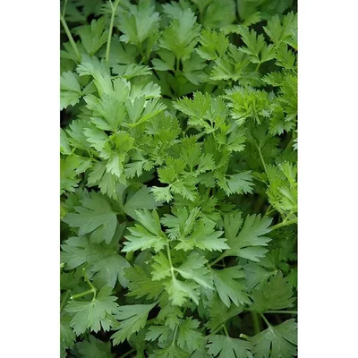 GEBDINSH GARDEN Organic Common Parsley Seeds 30-40 Seeds Per Packets