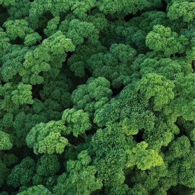 GEBDINSH GARDEN Organic Curl Parsley Seeds 30-40 Seeds Per Packet for Balcony Garden
