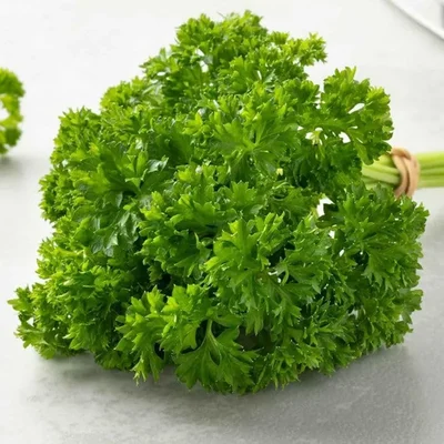 GEBDINSH GARDEN Organic Paramount Parsley Seeds 30-40 Seeds Per Packet